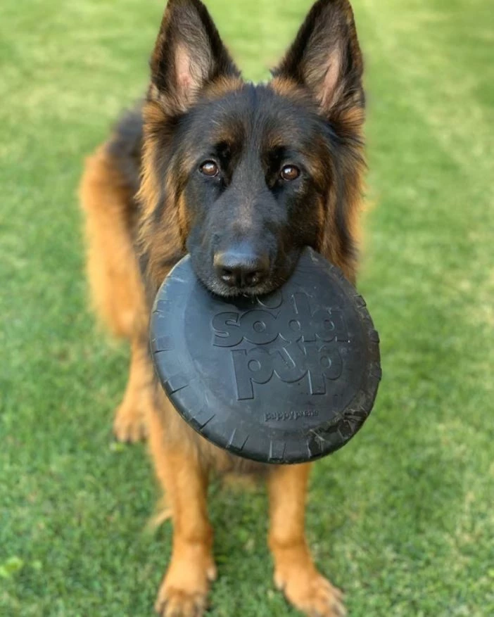 SodaPup Magnum Bottle Top Flyer Flying Toy Large - Image 6