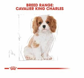 Royal Canin King Charles Puppy 1.5kg - Image 2